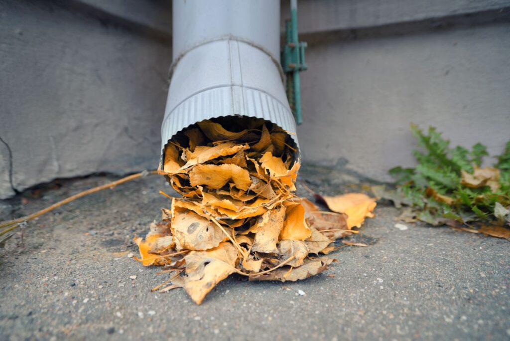 gutter downspouts filled with leaves